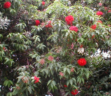 Red Flowering Tree