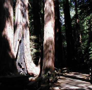 Muir Woods - Lightning Strike