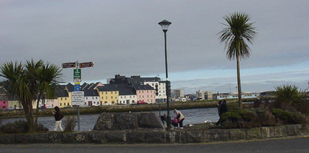 Palm Trees?  In Ireland?